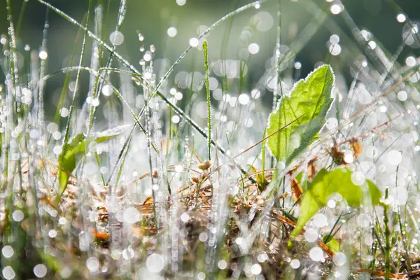 Close View Dew Drops Green Plants Morning — Stock Photo, Image