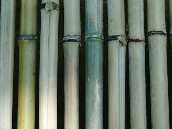 Green Bamboo Background Bamboo Texture — Stock Photo, Image