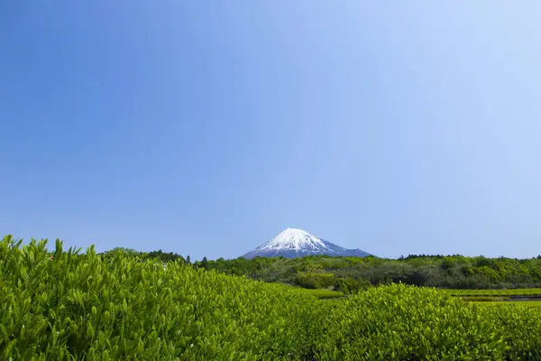 Berg Fuji Thee Plantage Japan Platteland — Stockfoto