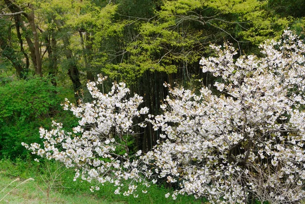 春の公園の美しい咲く木 — ストック写真