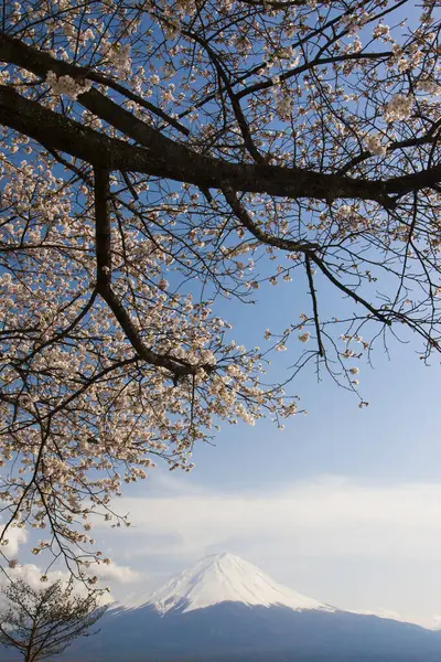 日本の桜の木と富士山 — ストック写真