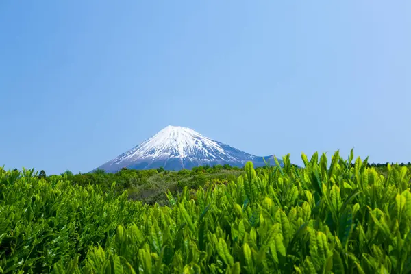 日本の田舎の富士山と茶農園 — ストック写真
