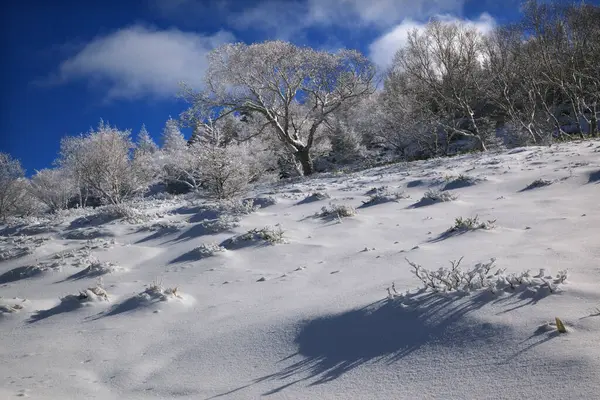 Dağlarda Karla Kaplı Ağaçlarla Kaplı Güzel Kış Manzarası — Stok fotoğraf