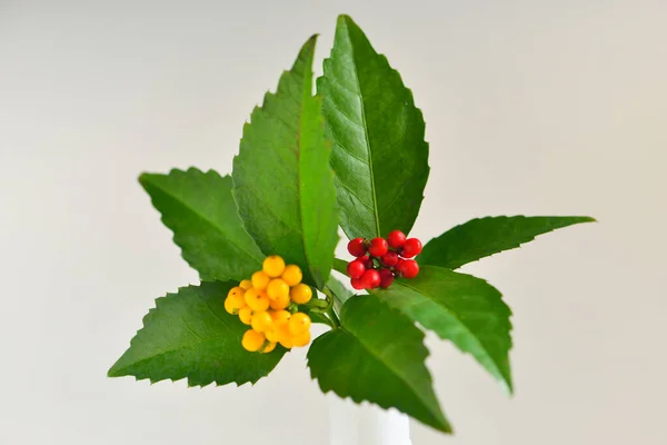 緑の葉と明るい果実の花瓶 — ストック写真