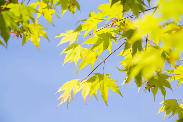 青空の背景に新鮮な緑の葉のクローズアップビュー — ストック写真