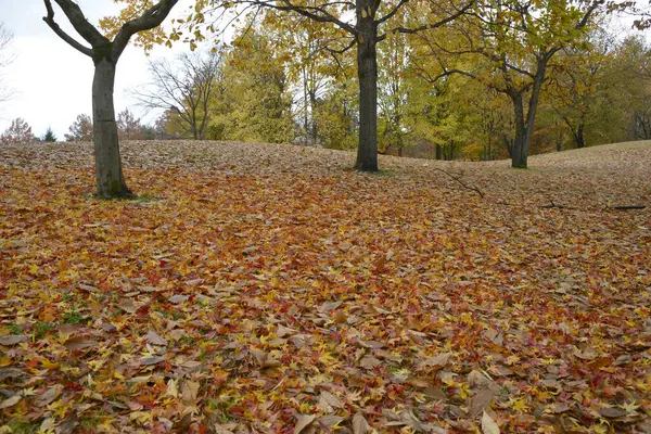 Πολύχρωμα Φύλλα Φθινόπωρο Και Δέντρα Στο Πάρκο — Φωτογραφία Αρχείου