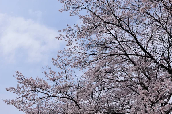 Ανθός Κερασιάς Στην Ιαπωνία — Φωτογραφία Αρχείου