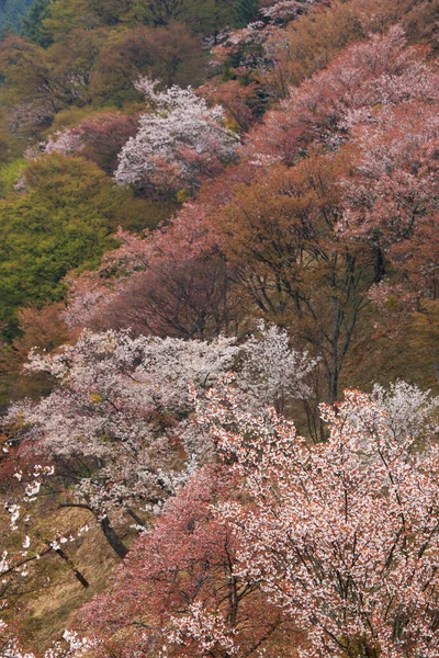 Japonya 'da kiraz çiçeği zamanı