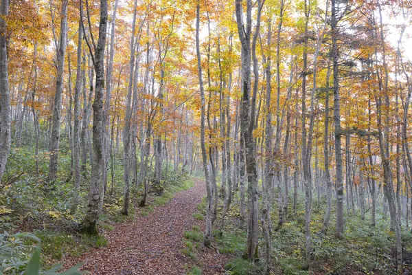 Φθινοπωρινό Δάσος Φθινοπωρινή Περίοδος Και Φύλλωμα — Φωτογραφία Αρχείου