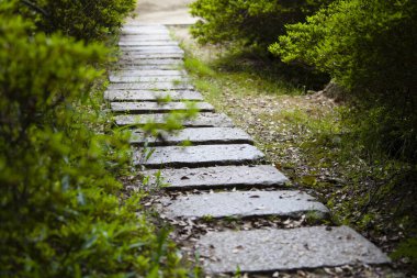 Parktaki patikada yeşil bitkiler ve taşlar var. 