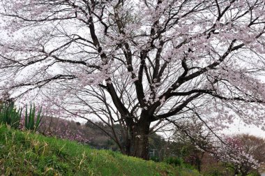 Japonya 'da kiraz çiçeği 