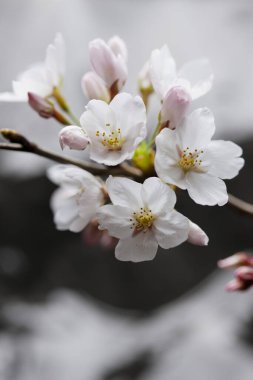 bahar çiçekleri, çiçekler ve ağaçlar