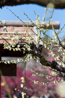 İlkbaharda açan ağaçların çiçeklerini kapat.