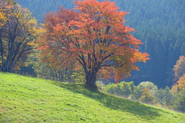 Renkli ağaçlarla dolu güzel sonbahar manzarası     