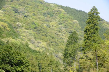 Parkta yeşil yaprakları olan güzel ağaçlar.     