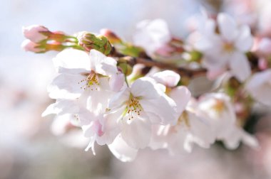 Çiçek açan kiraz ağacı beyaz çiçeklerle, gündüz vakti 