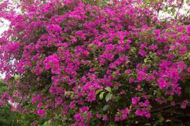 Yazın bahçede çiçek açan güzel çiçeklerin yakın çekim görüntüsü           