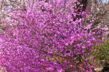 Güzel açan bahar çiçekleri
