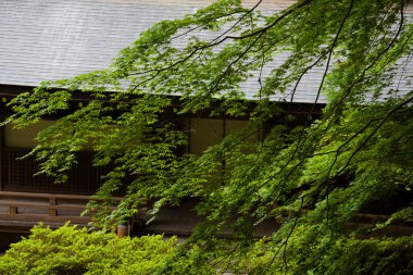 Ağaçlarda yeşil yapraklar olan Japon bahçesi. 