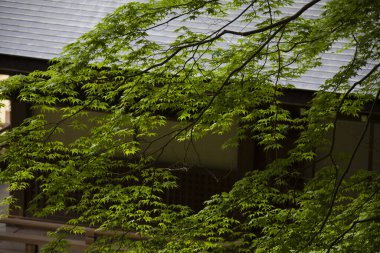 Yazlık parktaki eski ahşap ev.