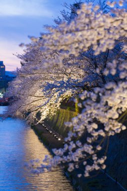 Japonya 'da gece vakti göl ve kiraz çiçeği manzarası