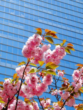 İlkbaharda kiraz çiçekleri