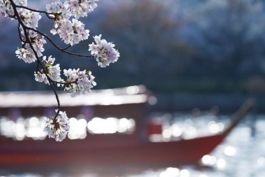 Bulanık şehir arka planında kiraz çiçekleri olan ağaç dallarının yakın plan görüntüsü            