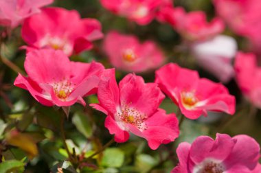 Parktaki güzel çiçekler.