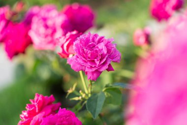 Bahçedeki pembe gül