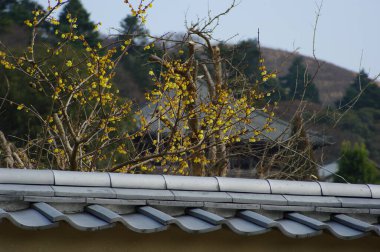 Evin üzerinde büyüyen ağaç 