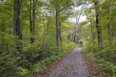 Ormanda patikası olan sonbahar ormanı