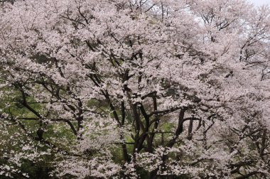 Japonya 'da kiraz çiçeği 