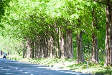 Kırsalda yeşil ağaçlar boyunca boş asfalt yol