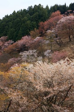 Japonya 'da kiraz çiçeği zamanı