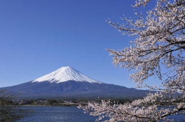 Japonya 'da kiraz çiçeği ve arka planda Fuji Dağı. 