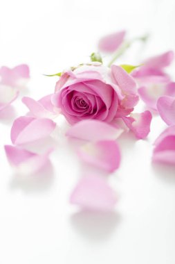 Beyaz arka planda güzel pembe gül yapraklarının yakın plan görüntüsü 