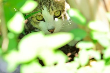Yeşil yapraklı meraklı kedi.