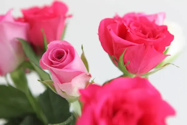 Schöner Strauß Rosa Rosen Auf Weißem Hintergrund — Stockfoto