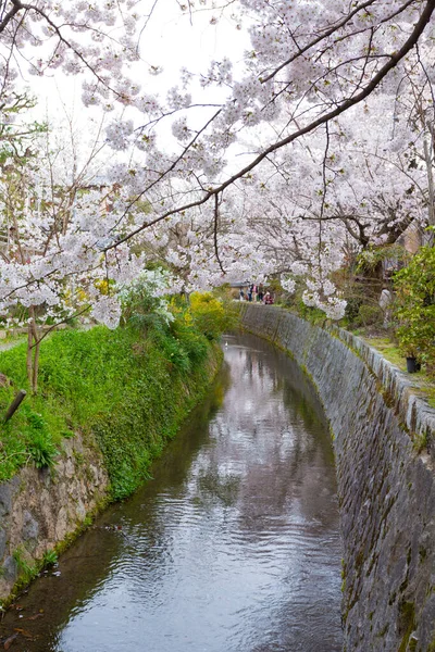 Цветок Сакуры Весной — стоковое фото