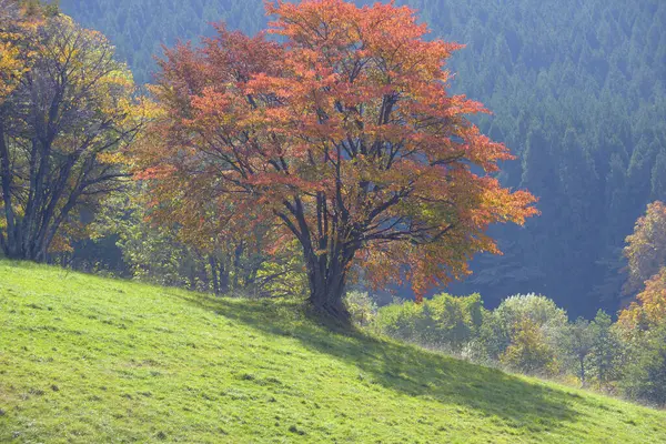 Όμορφο Φθινοπωρινό Τοπίο Πολύχρωμα Δέντρα — Φωτογραφία Αρχείου