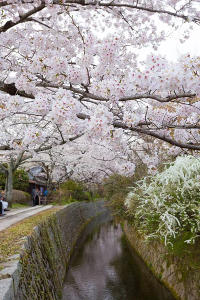 Kwiat Wiśni Tokio Japonia — Zdjęcie stockowe