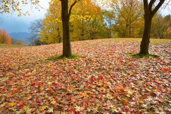 Πολύχρωμα Φύλλα Φθινόπωρο Και Δέντρα Στο Πάρκο — Φωτογραφία Αρχείου