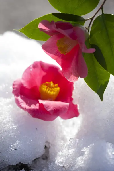 Krásné Růžové Květy Zahradě — Stock fotografie