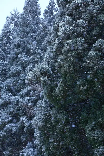 Prachtig Winterbos Besneeuwde Bomen Natuur — Stockfoto