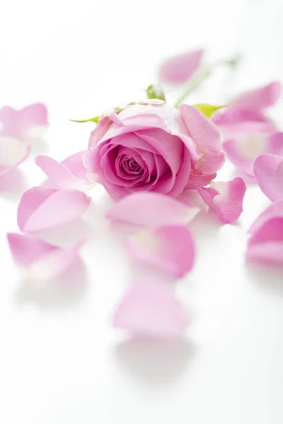 白い背景に美しいピンクのバラの花びらをクローズアップビュー — ストック写真