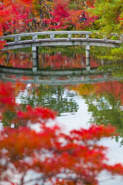 Japonya 'daki göl yüzeyine yansıyan renkli akçaağaç yapraklarıyla güzel sonbahar manzarası