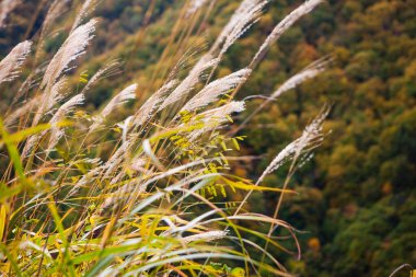 Dağlardaki uzun otların sonbahar manzarası 