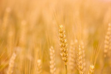 Buğday tarlası. Güzel altın kulaklar yakın tarlada.
