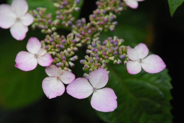 Güzel çiçekler, yakın görüş, doğa konsepti.