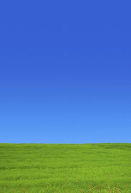 alan arka plan mavi gökyüzü ve yeşil çimen.                 